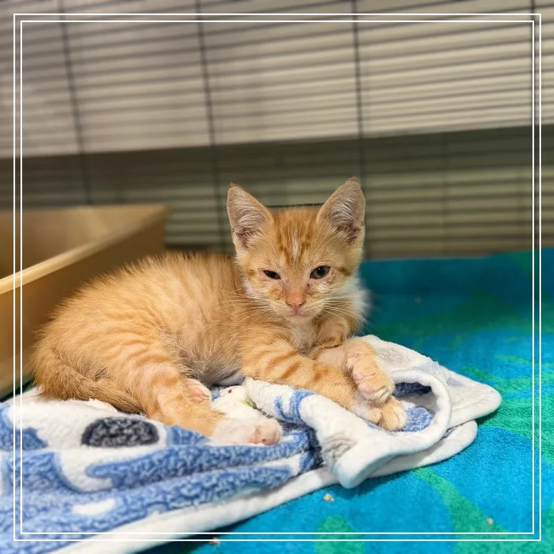 A baby small-sized male Orange / Red Domestic Short Hair cat named Malo for adoption in Upland, CA