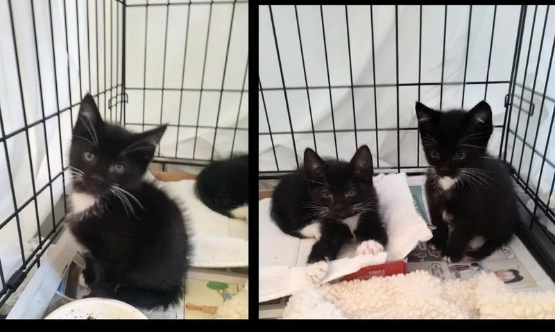 A baby medium-sized male Domestic Short Hair cat named Tux for adoption in Lafayette, CO