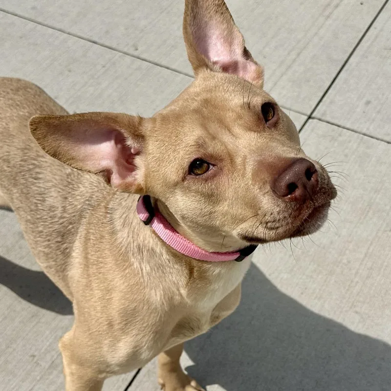 A young medium-sized female Yellow / Tan / Blond / Fawn Mixed Breed dog named Eowyn for adoption in Matteson, IL