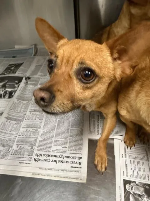 A young small-sized male Chihuahua dog named A for adoption in Van Nuys, CA