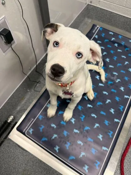 A baby medium-sized female Mixed Breed dog named Izzy for adoption in Sevierville, TN