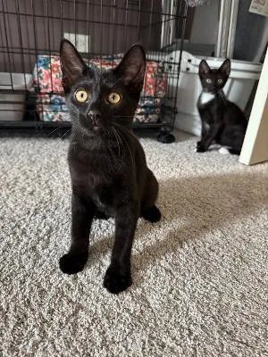 A baby medium-sized male Black Domestic Short Hair cat named Corn for adoption in Mokena, IL