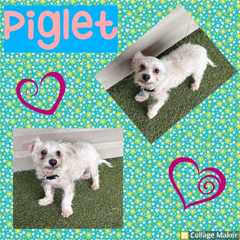 A young small-sized male Maltese dog named Piglet for adoption in Clearfield, PA