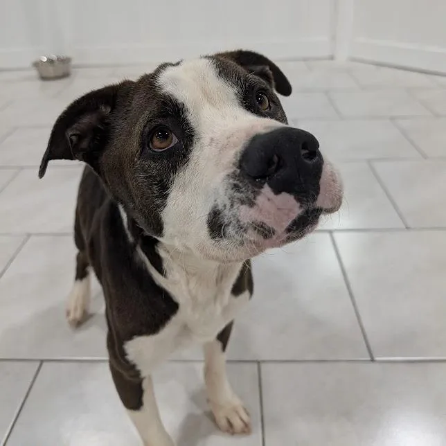 A young medium-sized male Staffordshire Bull Terrier dog named Cooper for adoption in Houston, TX