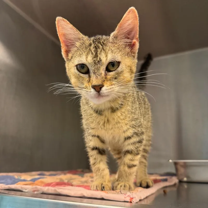 A baby small-sized female Domestic Short Hair cat named Bumble Bee for adoption in Englewood, FL