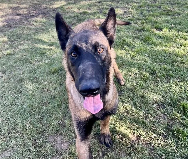 A young large-sized male Belgian Shepherd / Malinois dog named Naruto for adoption in Riverside, CA
