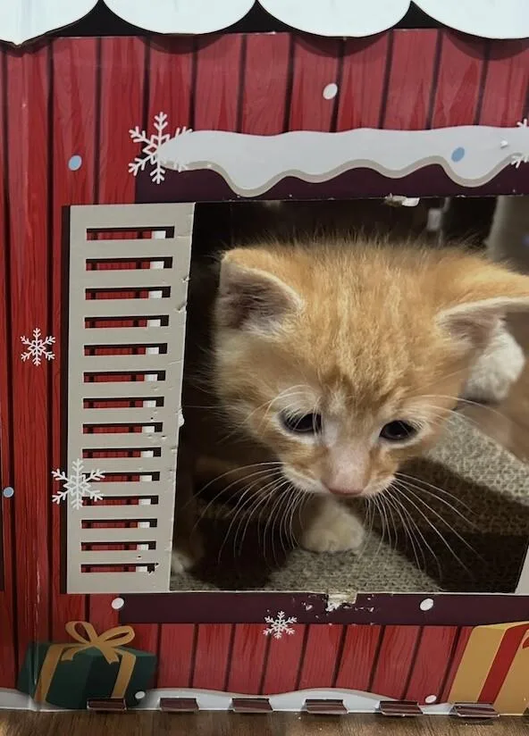 A young medium-sized male Orange / Red Domestic Short Hair cat named Kristoff for adoption in North Babylon, NY