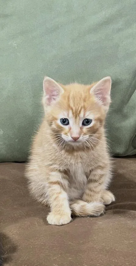 Kristoff thumbnail 2