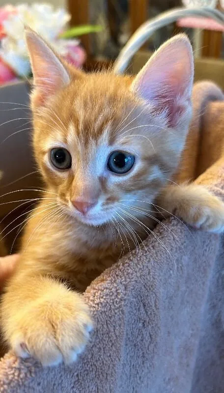 Kristoff thumbnail 3