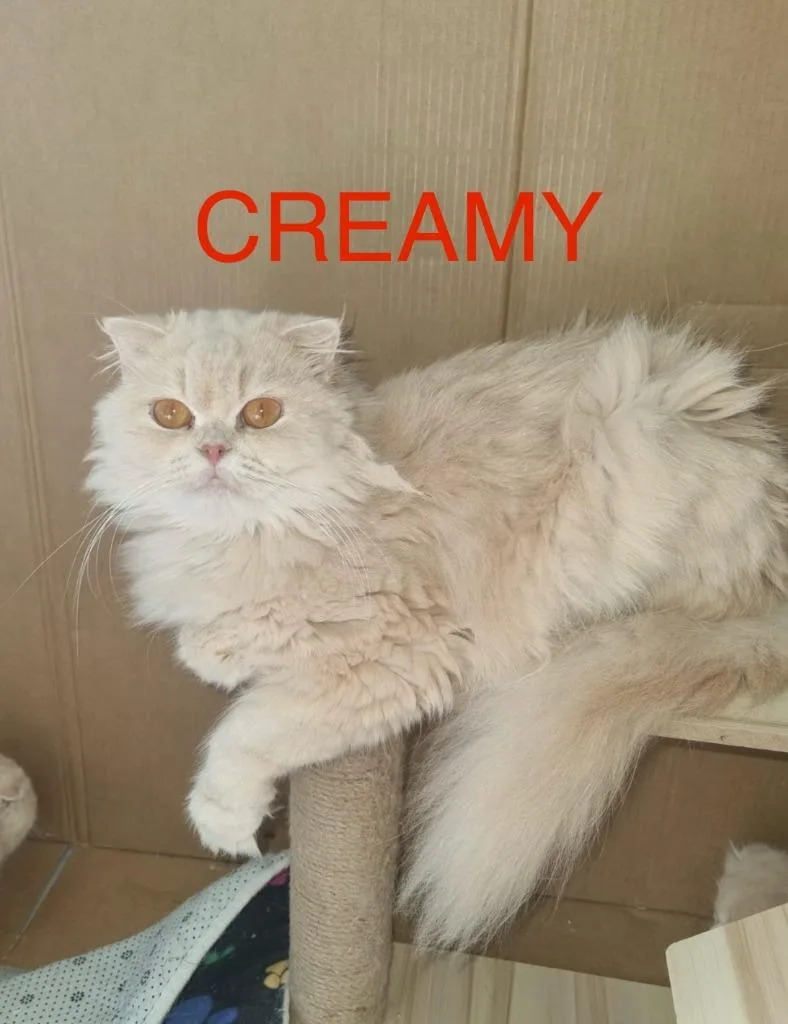 A baby large-sized female Domestic Long Hair cat named Creamy for adoption in San Jacinto, CA
