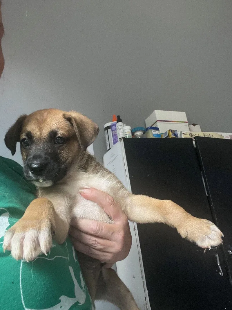 A baby medium-sized male Boxer dog named Mustafa for adoption in Herndon, VA
