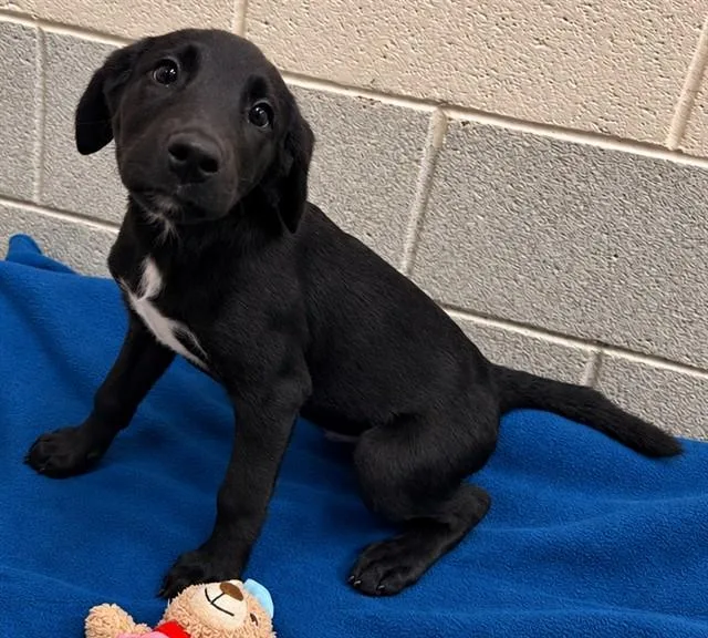 A baby small-sized male Labrador Retriever dog named Oscar for adoption in Statesville, NC