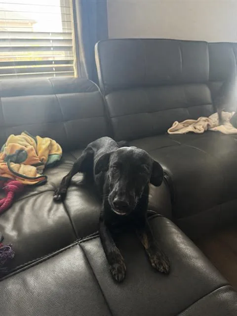 A young small-sized female Labrador Retriever dog named Nova for adoption in San Antonio, TX