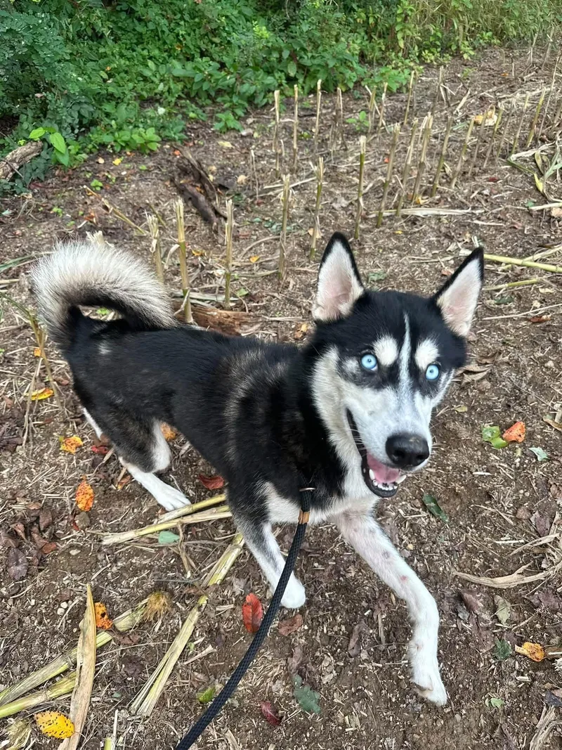 A young medium-sized male Black Husky dog named Gomez for adoption in Myerstown, PA