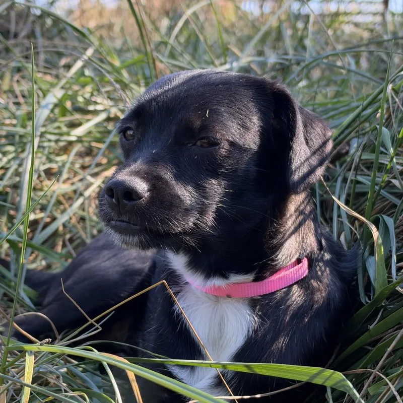 A young small-sized female Black Chihuahua dog named Lily for adoption in Edgar Springs, MO