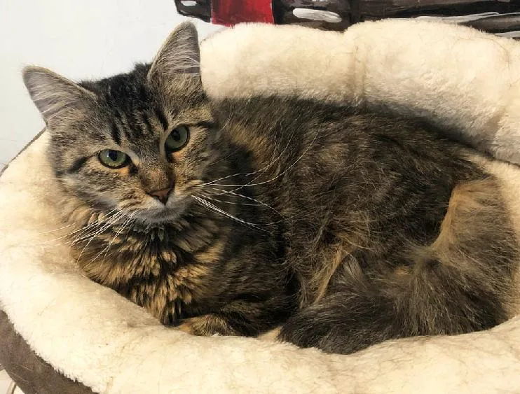A senior medium-sized female Domestic Medium Hair cat named Rosa for adoption in Colorado Springs, CO