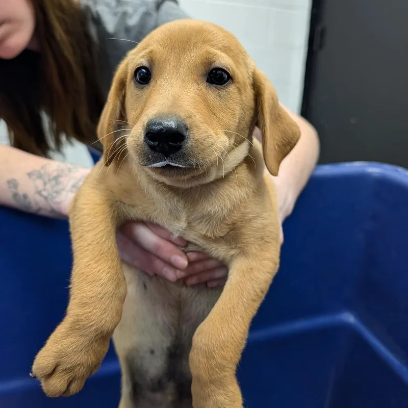 A baby small-sized male Yellow / Tan / Blond / Fawn Yellow Labrador Retriever dog named Fries for adoption in Ardmore, OK
