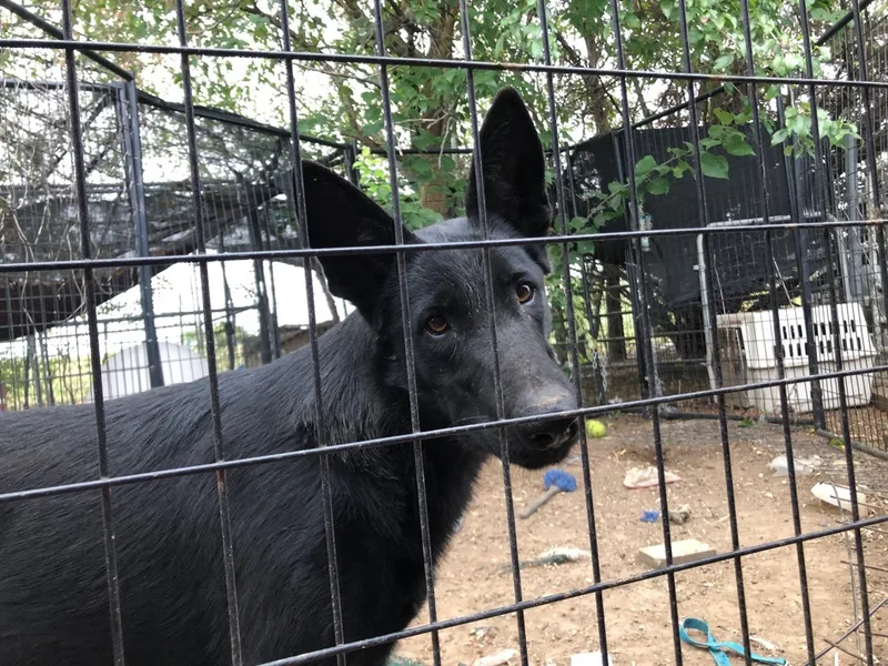 A young large-sized female German Shepherd Dog dog named Alisha for adoption in Haslet, TX