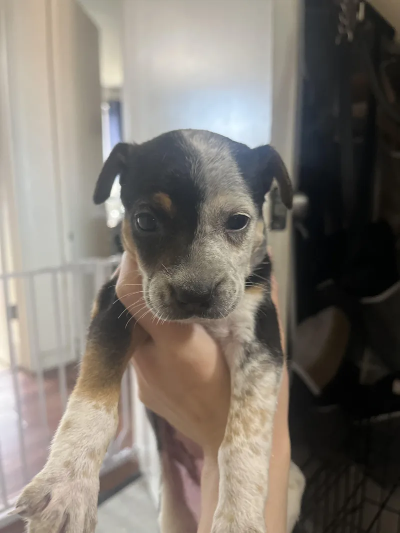 A baby medium-sized female Australian Cattle Dog / Blue Heeler dog named Barley for adoption in Penryn, CA