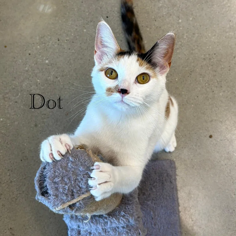 An adult medium-sized female Domestic Short Hair cat named Dot for adoption in Spring Lake, NJ