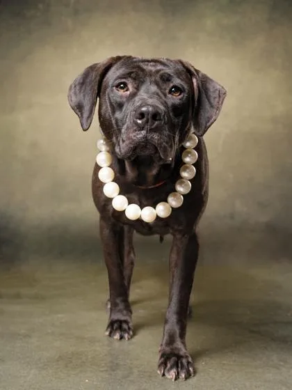 An adult medium-sized female Mixed Breed dog named June Carter for adoption in Atlanta, GA