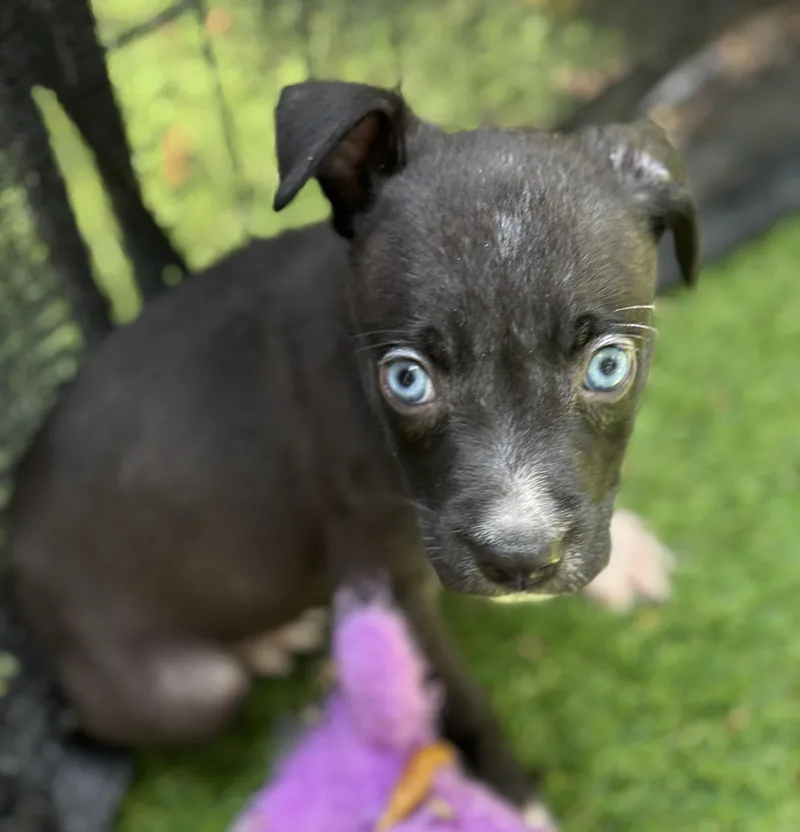 A baby medium-sized female Black Mixed Breed dog named Sparkler for adoption in Proctorville, OH