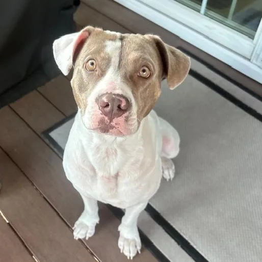 An adult medium-sized female White / Cream Pit Bull Terrier dog named Potato Chip for adoption in Deerfield, IL