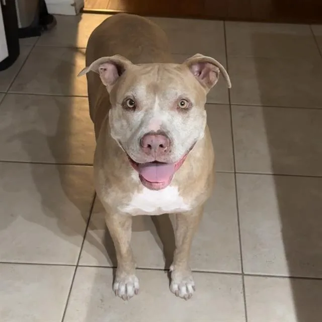 An adult large-sized female Pit Bull Terrier dog named Millie for adoption in Camarillo, CA
