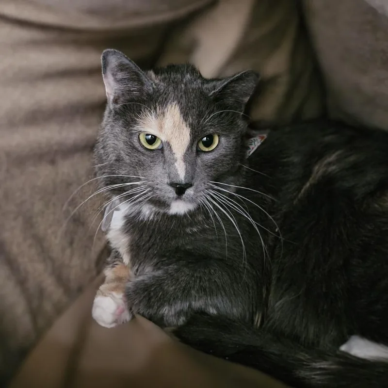 An adult large-sized female Gray / Blue / Silver Domestic Short Hair cat named Clue for adoption in Lakewood, CO