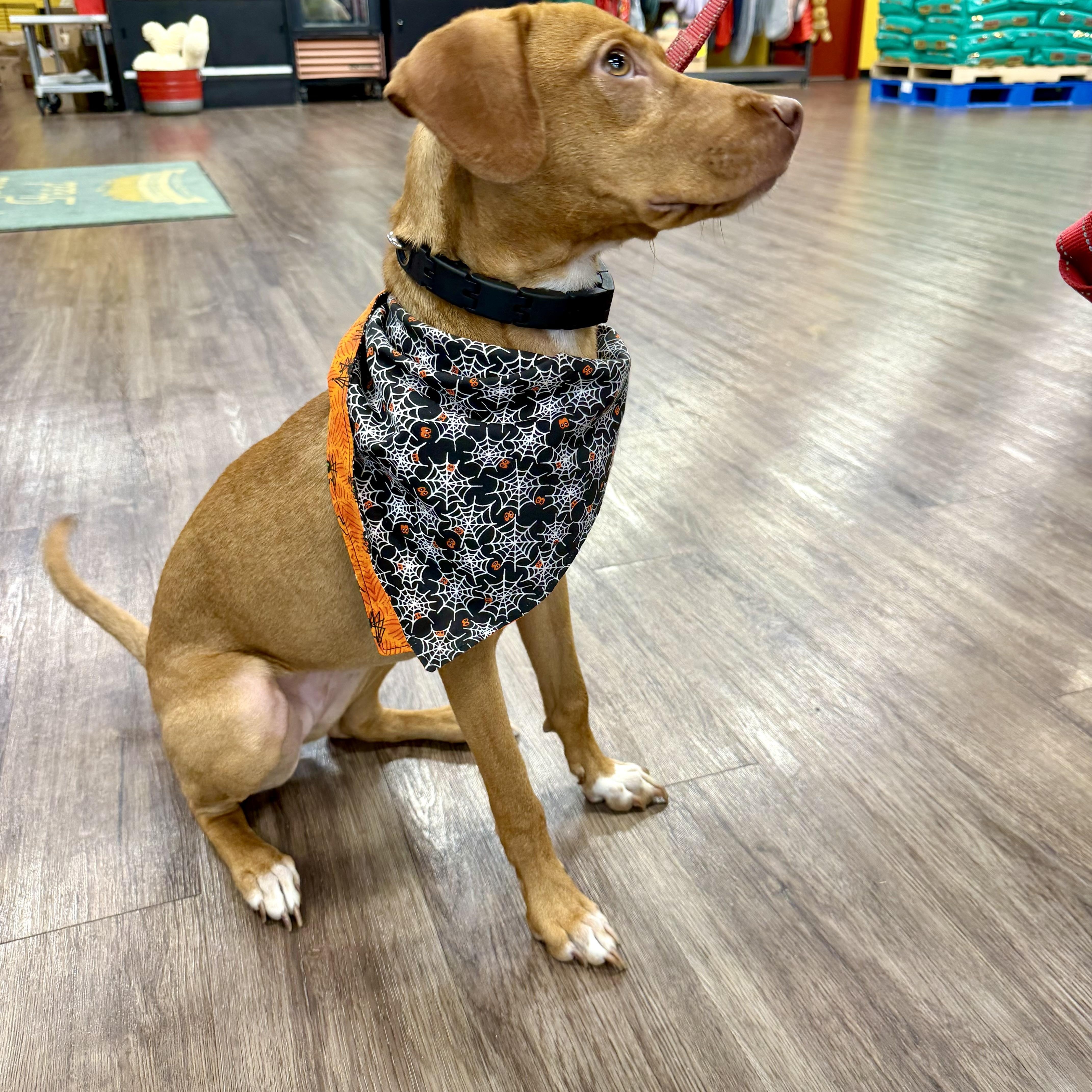 A baby medium-sized female Golden Vizsla dog named Ginger for adoption in Tunica, MS