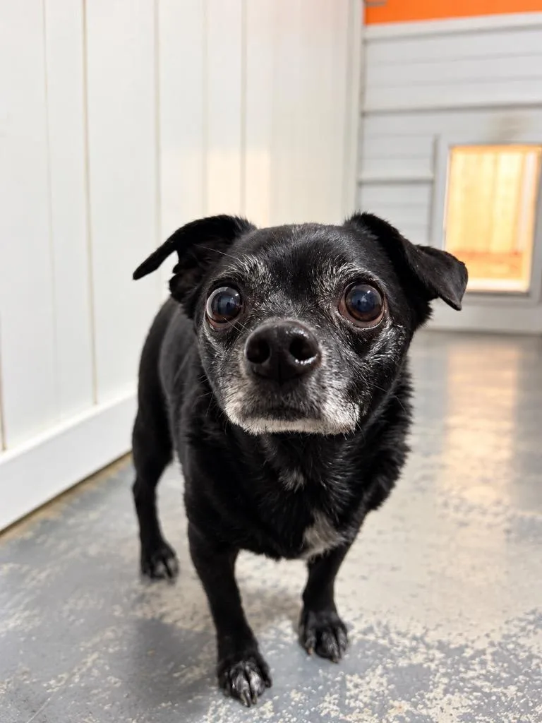 A senior small-sized male Chihuahua dog named Roscoe for adoption in Crocker, MO