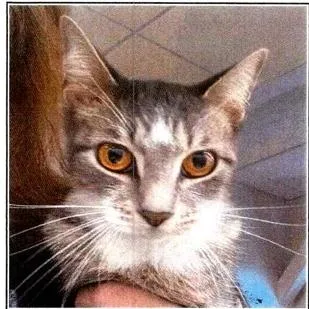An adult medium-sized female Gray & White Domestic Short Hair cat named Thalia for adoption in Anoka, MN