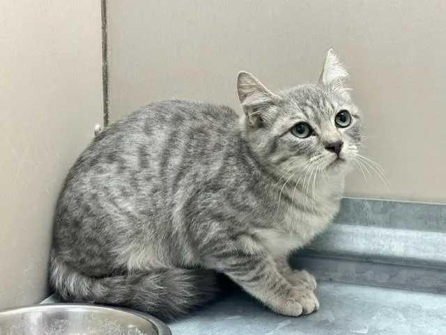 A young medium-sized male Gray & White Domestic Short Hair cat named 61826636 for adoption in Elko, NV