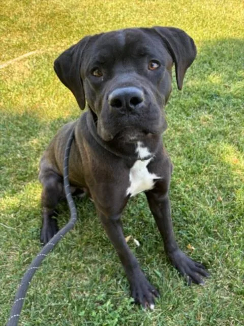 An adult large-sized male Cane Corso dog named Journey for adoption in Woodland, CA