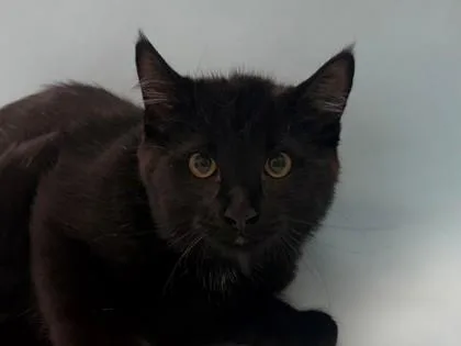 A baby small-sized female Domestic Short Hair cat named Tilda for adoption in Woodbury, MN