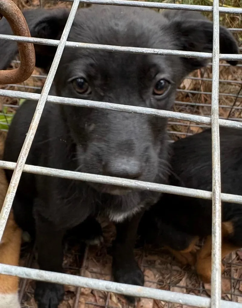 A baby small-sized male Mixed Breed dog named Mayhem for adoption in Effingham, SC
