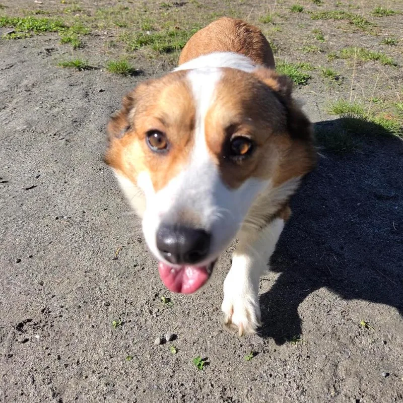 An adult medium-sized female Corgi dog named Dallas for adoption in Redmond, WA
