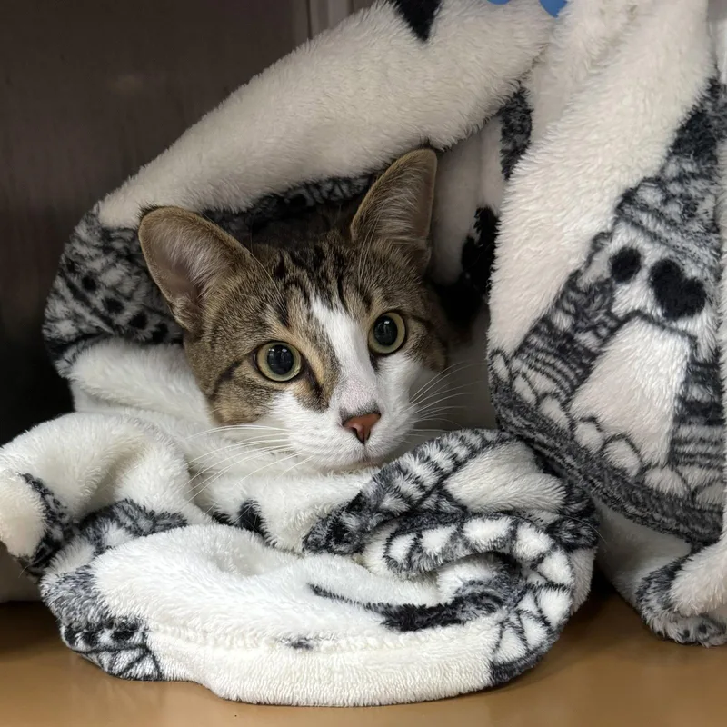 A young small-sized female Brown / Chocolate Domestic Short Hair cat named Lacy for adoption in Oakland, CA