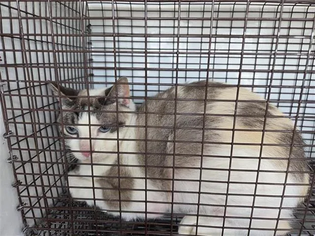 A young large-sized female Domestic Short Hair cat named Sarah for adoption in Houston, TX