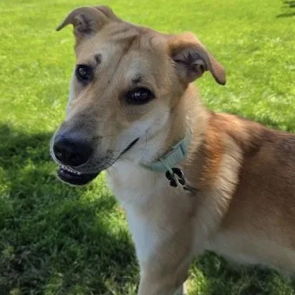 A young medium-sized female Yellow / Tan / Blond / Fawn Labrador Retriever dog named Hanna for adoption in Tinley Park, IL