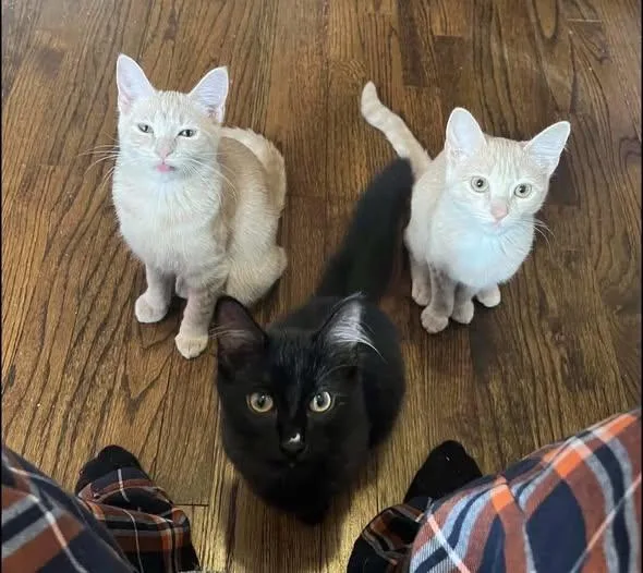 A baby small-sized male Domestic Medium Hair cat named Onyx for adoption in Westland, MI