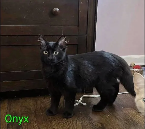 Onyx thumbnail 2