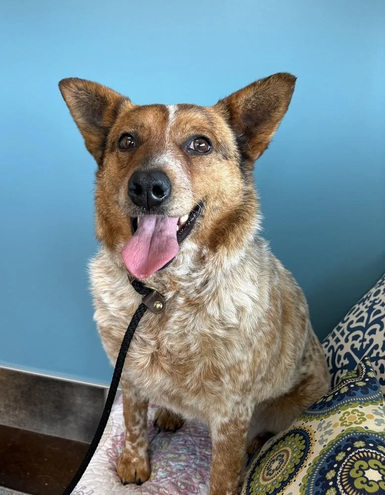 An adult medium-sized female Merle (Red) Cattle Dog dog named Rosie for adoption in Lincoln, NE