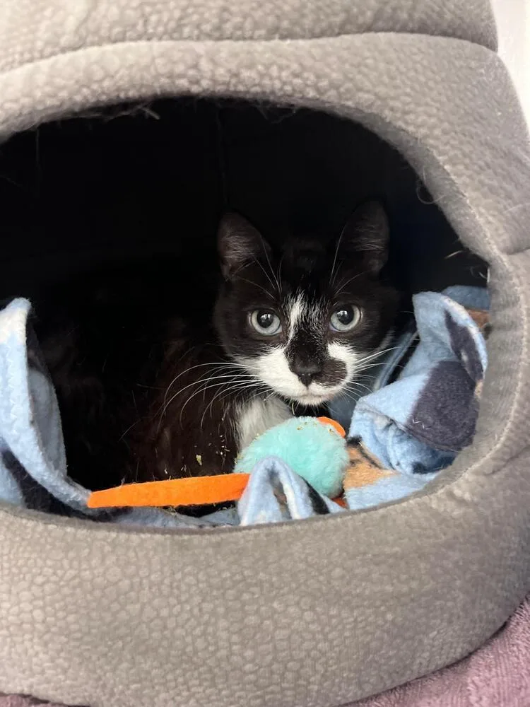 An adult small-sized male Domestic Short Hair cat named Roxana for adoption in Orlando, FL