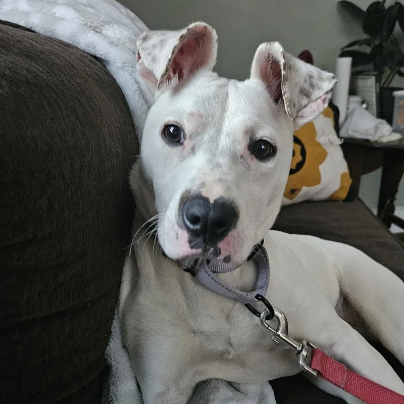 An adult medium-sized female White / Cream Labrador Retriever dog named Lilo for adoption in Harrisonburg, VA