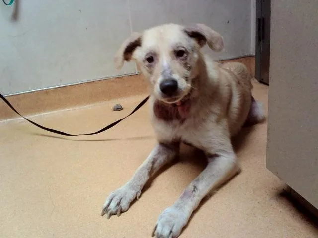 An adult large-sized male German Shepherd Dog dog named Snoop for adoption in Martinez, CA