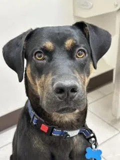An adult medium-sized male Black Doberman Pinscher dog named George for adoption in Las Vegas, NV