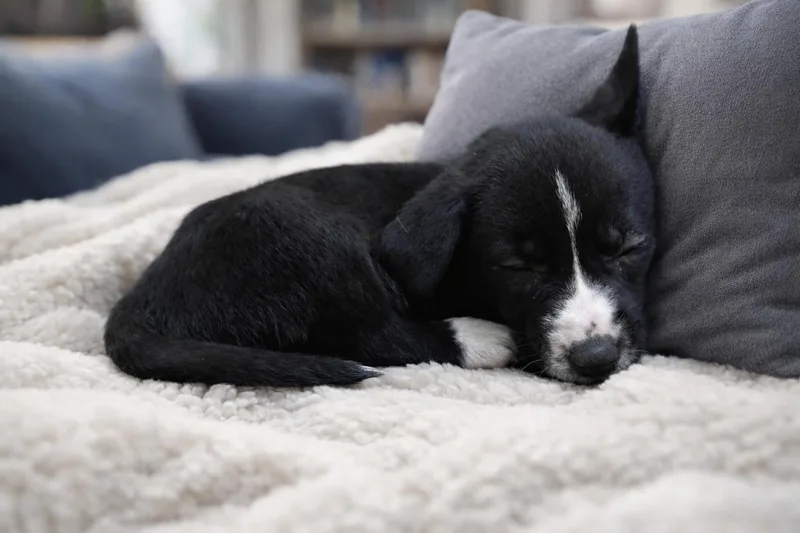 Sugar Cookie thumbnail 2