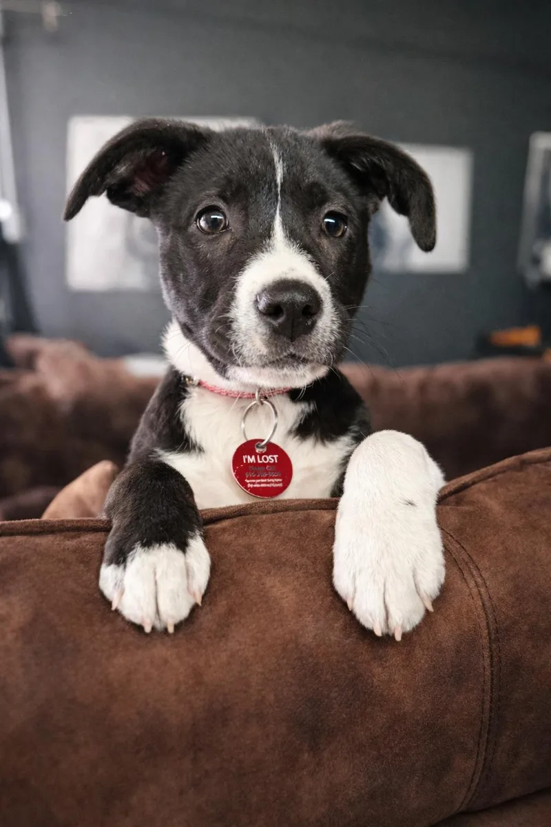 Sugar Cookie thumbnail 3