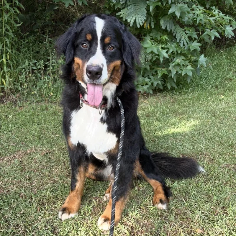 An adult large-sized female Black Bernese Mountain Dog dog named Rosie for adoption in Peachtree City, GA